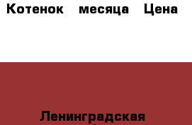 Котенок 2 месяца › Цена ­ 10 - Ленинградская обл. Животные и растения » Кошки   . Ленинградская обл.